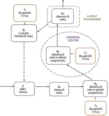 Epstein-Barr Virus Reactivation After Paediatric Haematopoietic Stem Cell Transplantation: Risk Factors and Sensitivity Analysis of Mathematical Model